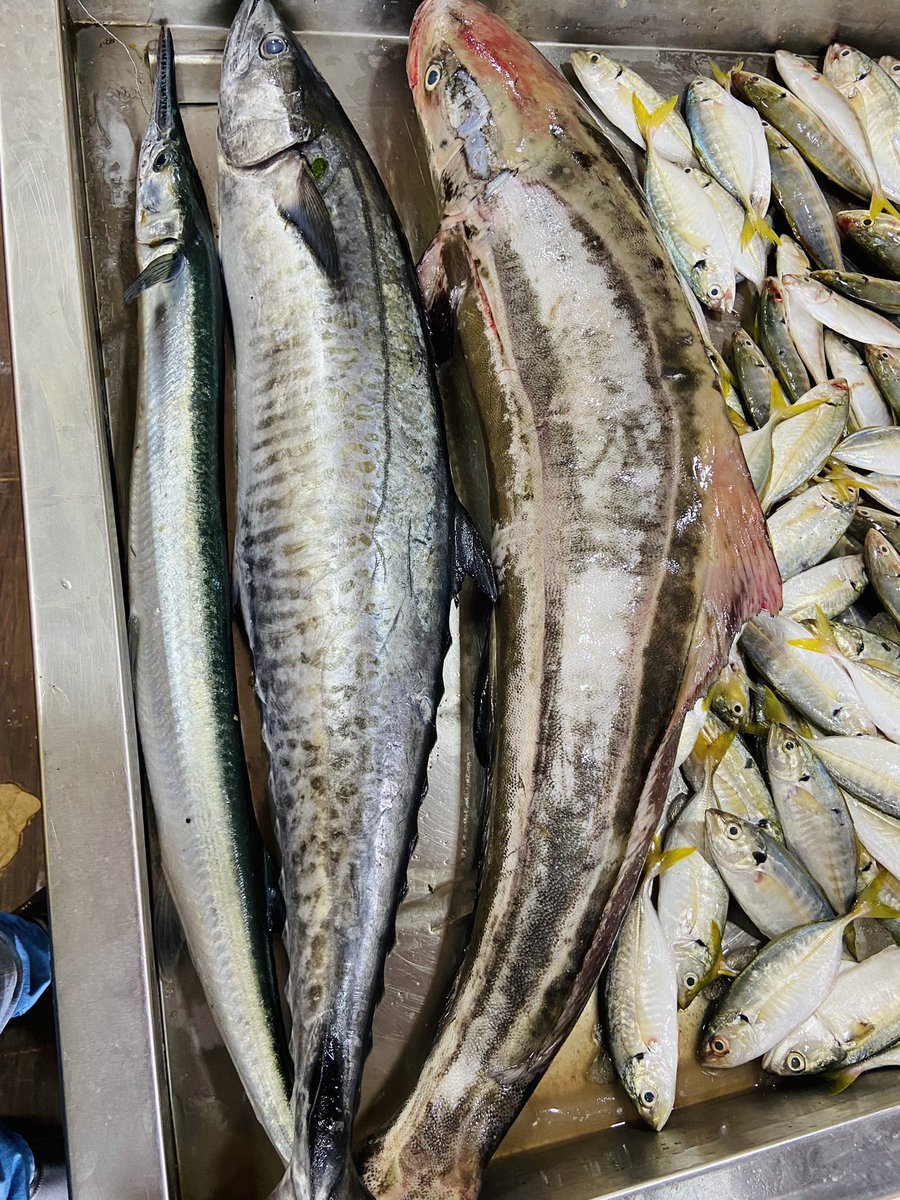 StoreIfish's tweet photo. Today’s Special #Vanjiram #Indiansalmon #Garfish #Varipaarai #IndianSalmon #Karapodi #Prawns #KadalViraal🐟🐠🦀🦐🌟 https://t.co/jeKH49TiaV