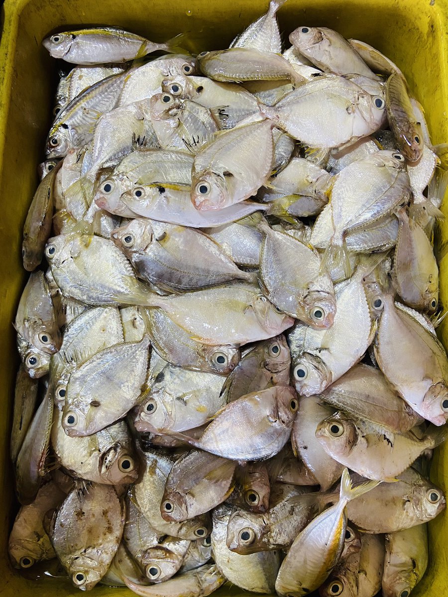 StoreIfish's tweet photo. Today’s Special #Vanjiram #Indiansalmon #Garfish #Varipaarai #IndianSalmon #Karapodi #Prawns #KadalViraal🐟🐠🦀🦐🌟 https://t.co/jeKH49TiaV