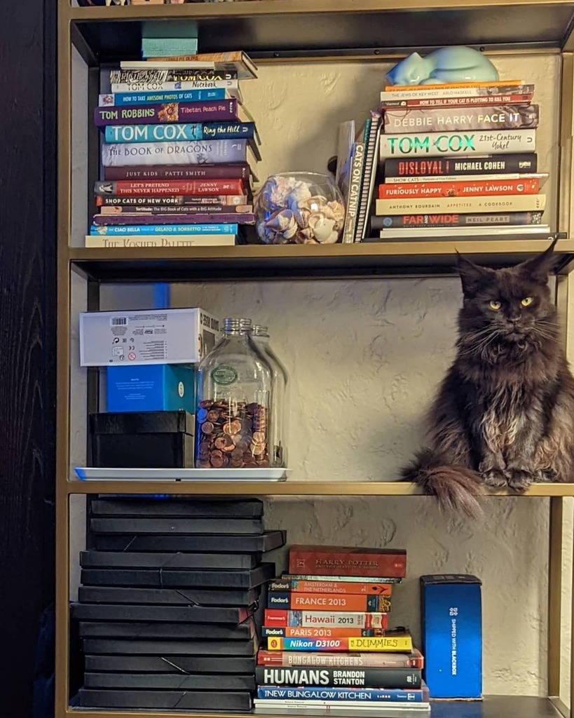 LadyLunaMoonCat's tweet photo. #chachka #catsonshelves #mainecoon #caturday #meowdel #catsofinstagram #blackcat #mainecoonlovers #cfacats #weeklyfluff #cutepets https://t.co/hRtAFjR5Cq https://t.co/uUT4XTP1rx