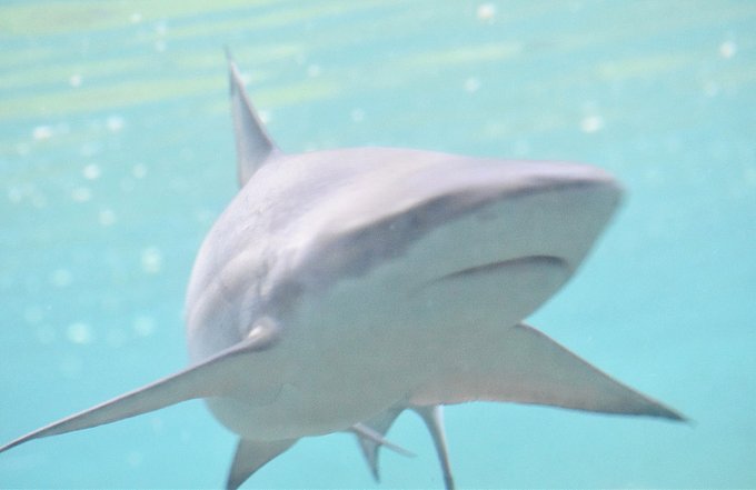 サメ 高画質 のtwitterイラスト検索結果 古い順