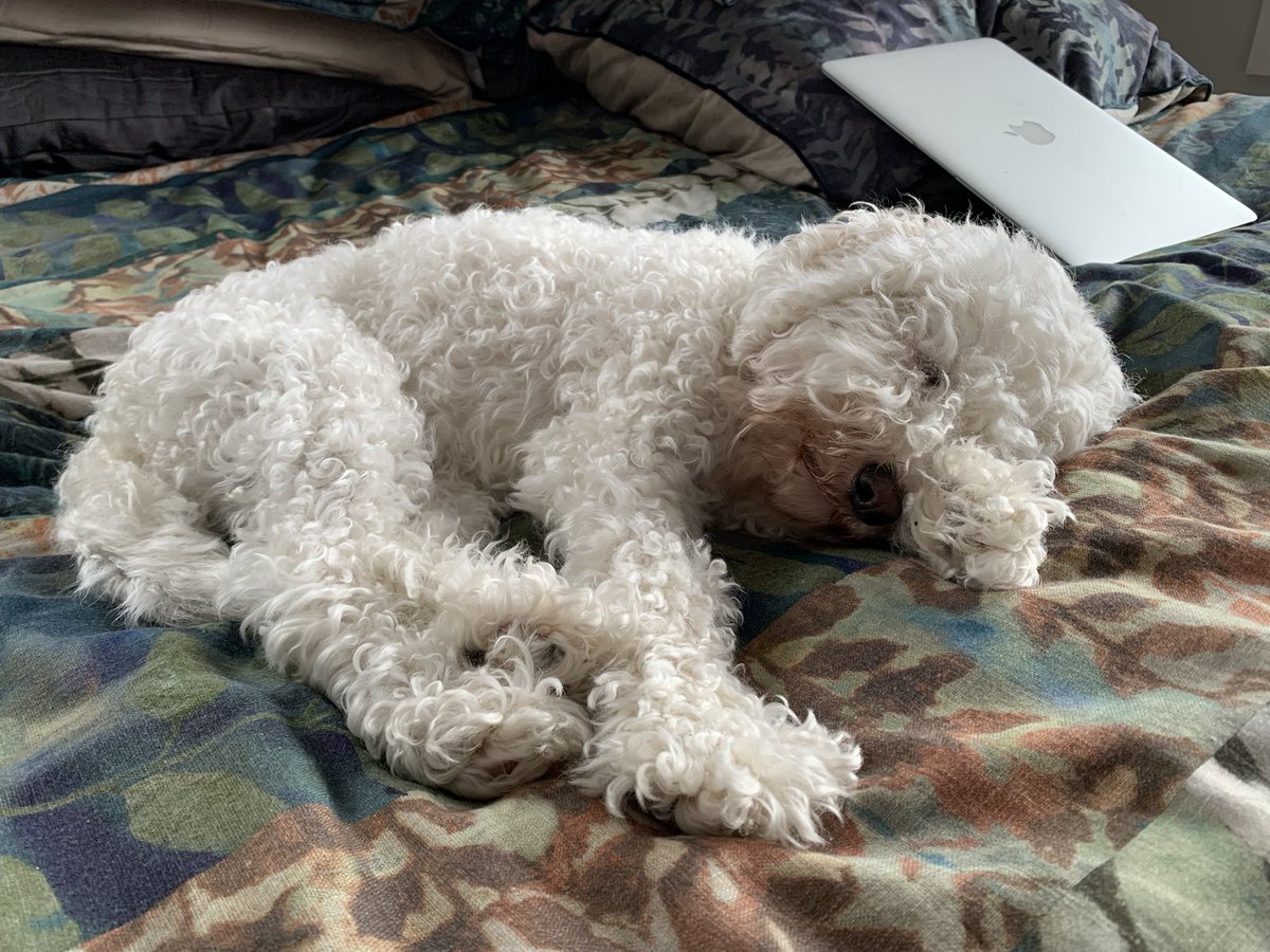 mimbles's tweet photo. This dog ❤️ #cuddlebugkiri https://t.co/tg22o13CQ5
