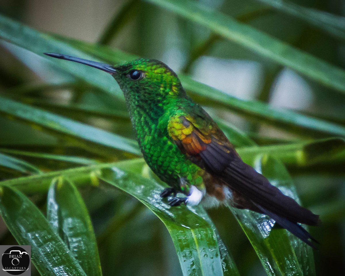 bri_alcan's tweet photo. #backyardchronicles #wildlifephotography #naturephotographer #copperrumpedhummingbirds #BirdsSeenIn2021 https://t.co/rhhSPEYkBZ