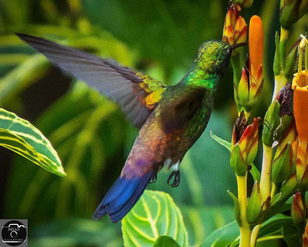 bri_alcan's tweet photo. #backyardchronicles #wildlifephotography #naturephotographer #copperrumpedhummingbirds #BirdsSeenIn2021 https://t.co/rhhSPEYkBZ