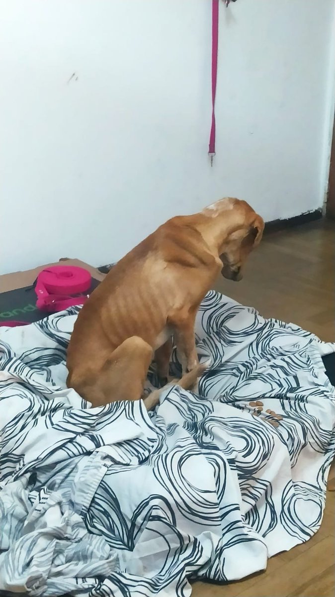 Acabamos de rescatar esta perrita! Es muy tranquila, está super desnutrida y necesita provisorio, alguien que le pueda dar estabilidad, amor y tiempo para recuperarse!
Si podes darle un lugar escribinos 🥰 2336492447/3584497367
<a href="/VivireNuevaCba/">VivirenNuevaCórdoba®</a> <a href="/yo_nva/">YoVendoNvaCba</a> @en_guemes <a href="/adopcionescba/">Adopciones Córdoba</a>