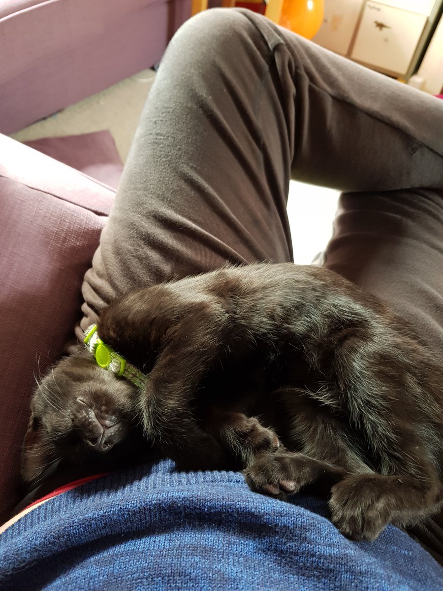 cheesebranch's tweet photo. Rest in peace to the sweetest little cat I've known, you were taken from us way too soon. I miss you.
2019-2021 https://t.co/wprP2U7J0o