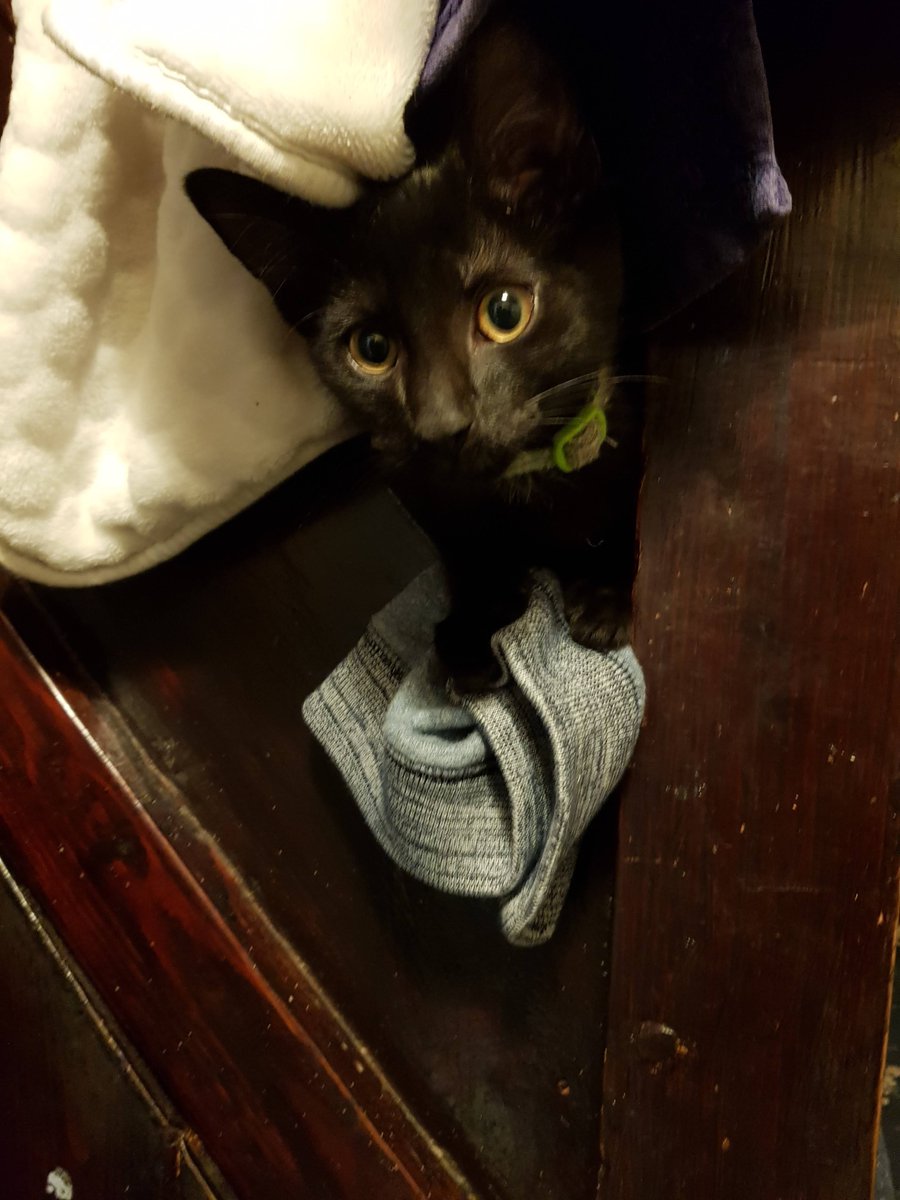 cheesebranch's tweet photo. Rest in peace to the sweetest little cat I've known, you were taken from us way too soon. I miss you.
2019-2021 https://t.co/wprP2U7J0o