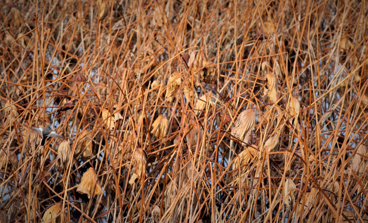 8秒以内にハクセキレイを見つけたらぁ、リツイートォ！！

#日本野鳥の会ひょうご