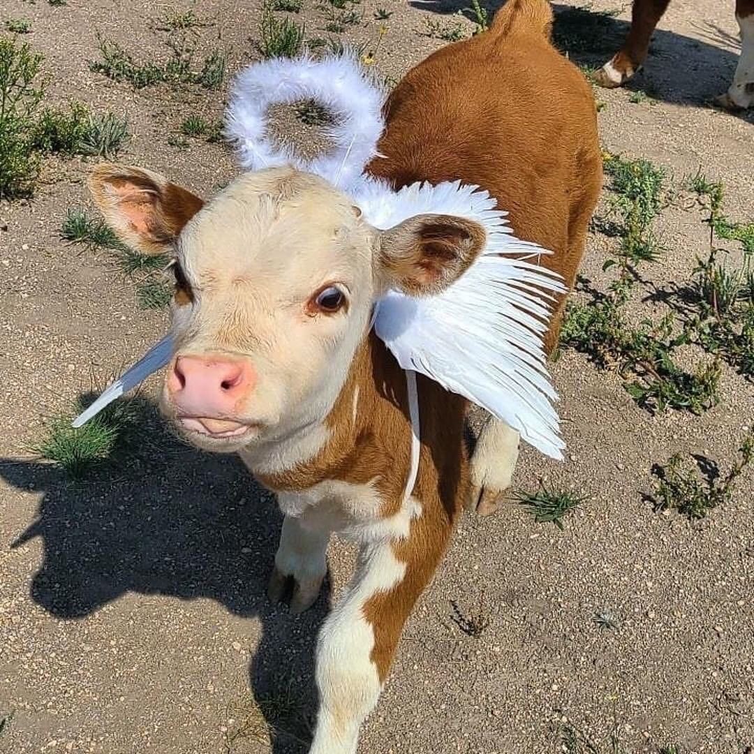 CowVibesOnly's tweet photo. What a beautiful 🤍 https://t.co/oIdAIwtwCg
