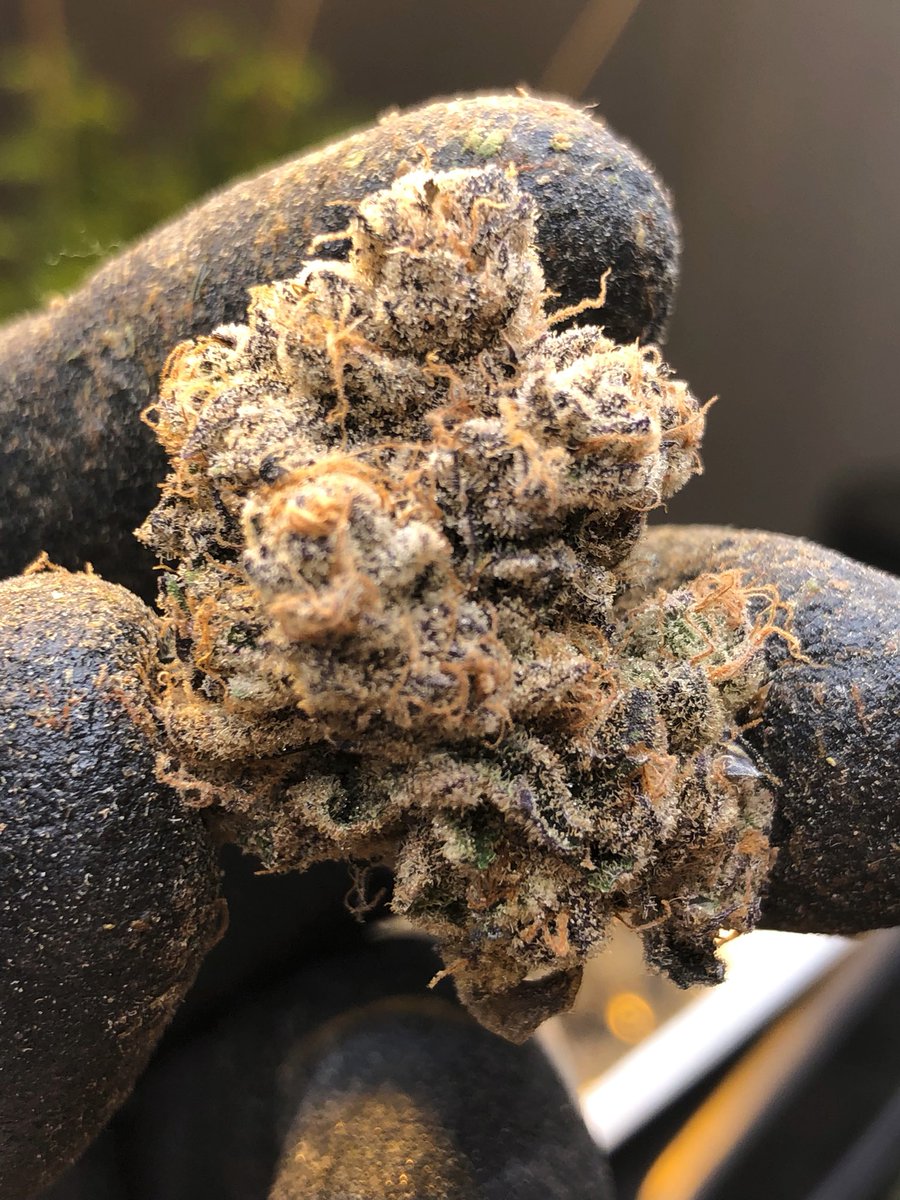 More Gas!  #okiegrown #cannabis #dank #cookiesgelato