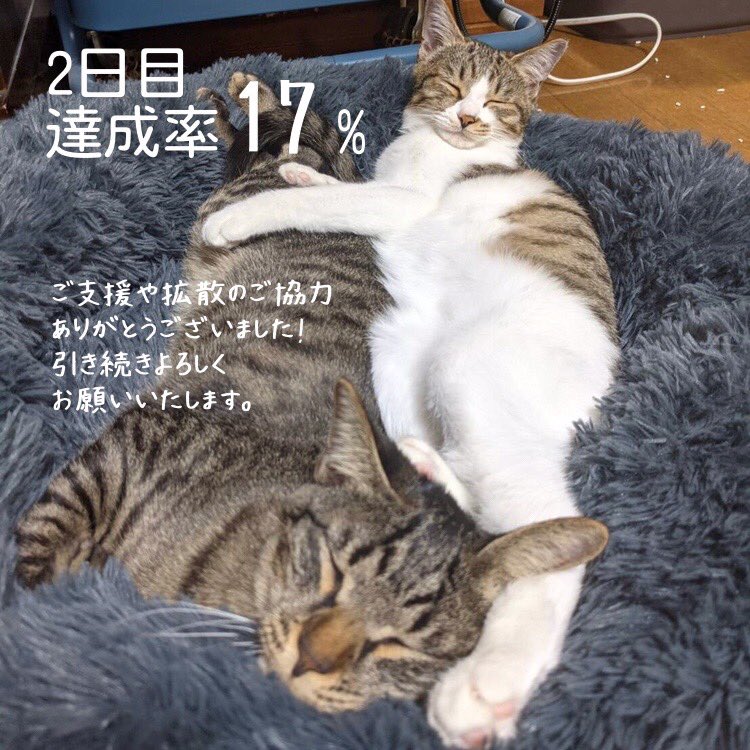fuchi_eny_fip's tweet photo. 2日目の経過報告です！

ご支援いただいた方や拡散にご協力してくださった方、本当にありがとうございます！
2匹は体調も良く一緒に仲良く寝ていました✨

引き続き応援よろしくお願いいたします🙇‍♀️

https://t.co/RRSVf3piZW

#FIP #FIP闘病 #クラウドファンディング #拡散希望 https://t.co/neAULeFOVg