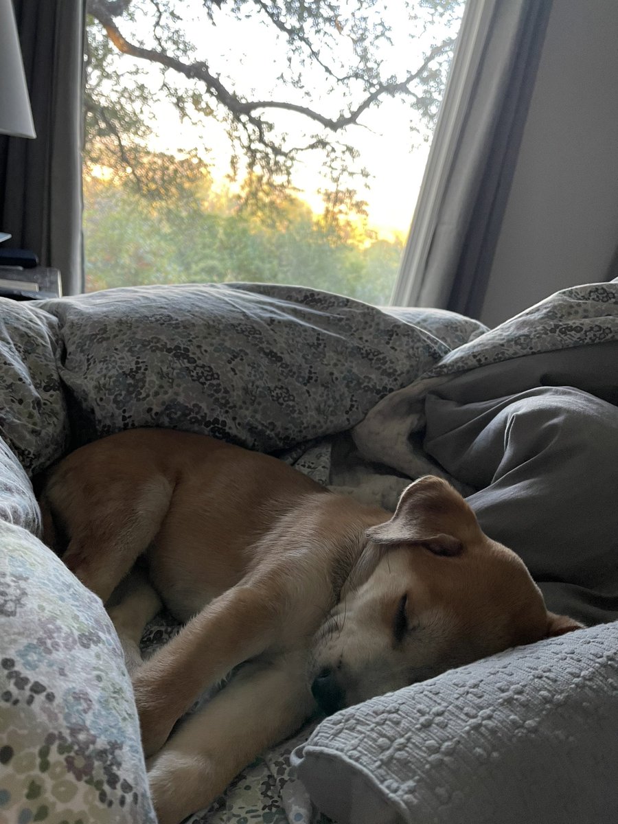 melissaduffer's tweet photo. My puppy Murray. I’ve had him a week and I think crate training is going very well. https://t.co/PifCLxIT7B