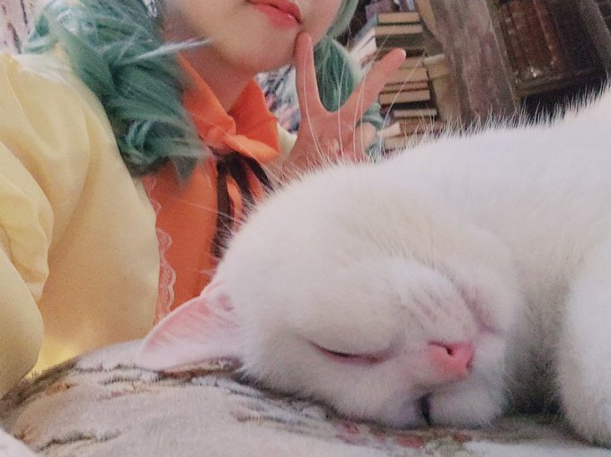 コスプレイヤーニャロメ・ニアのTwitter画像12