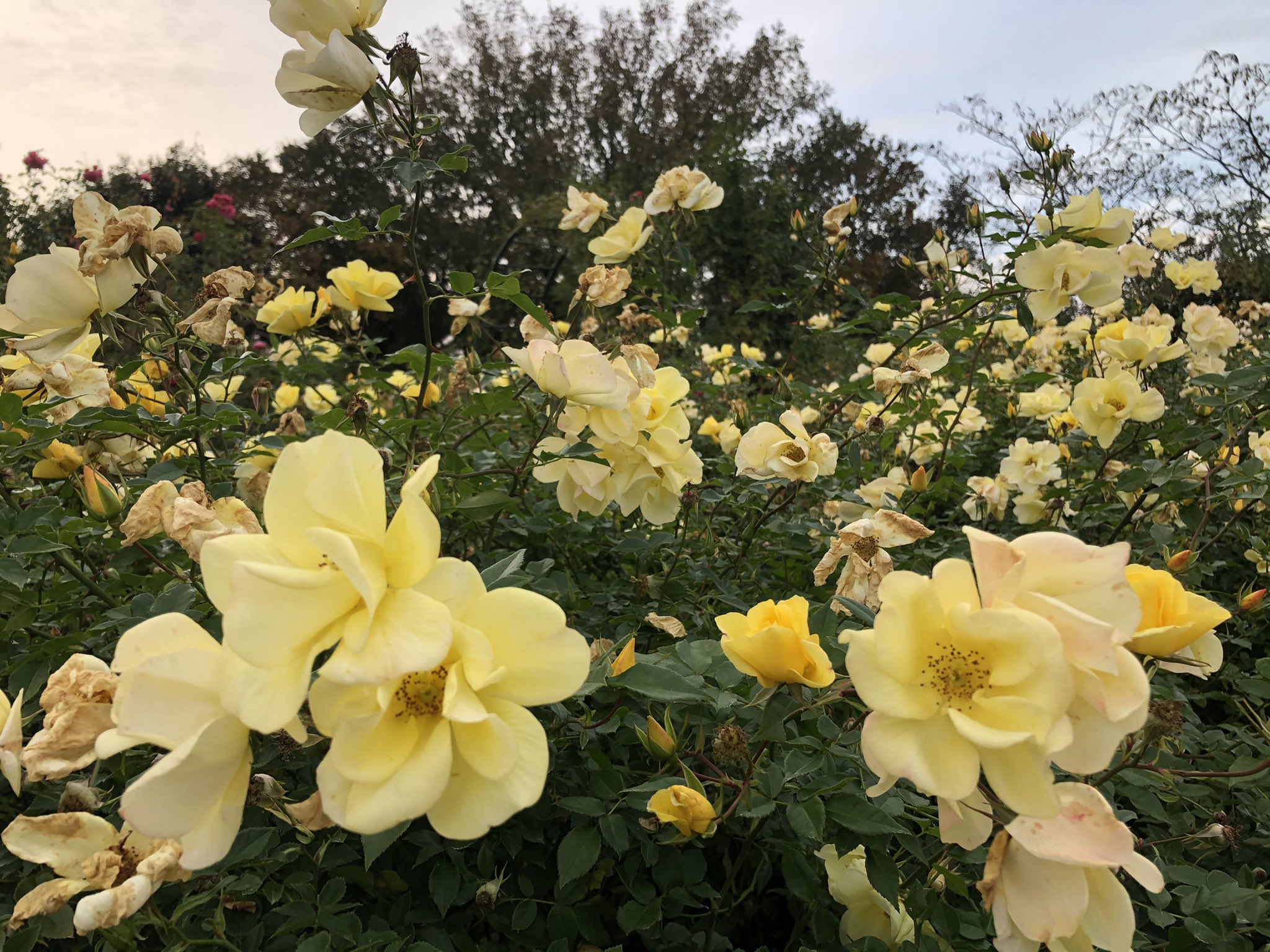 京成バラ園のみよちゃん リモンチェッロ 枝全体に沢山の花が付く見応えのある品種で 開花が進むと淡い色合いになり グラデーションも楽しめます リモンチェッロ はイタリア名物のレモンのお酒です 京成バラ園 京成バラ園ローズガーデン