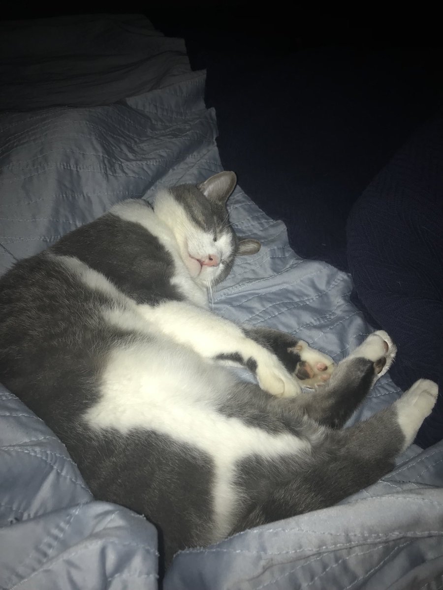 RealRuggle's tweet image. Snuggles &amp;amp; Huggs all my #CatsOfTwitter friend!!!  I hope every one had a beautiful #Caturday!