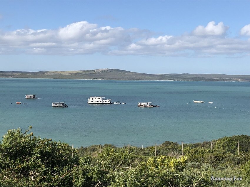 wcoast's tweet photo. RT @roaming_fox: Pics of the houseboats moored on the Langebaan Lagoon. The answer to yesterday’s question - Kraalbaai, West Coast National Park.
But this could be anywhere in a remote bay don’t you think? #langebaan #langebaanlagoon #lagoon #travelins… https://t.co/EzLPmMYYmt