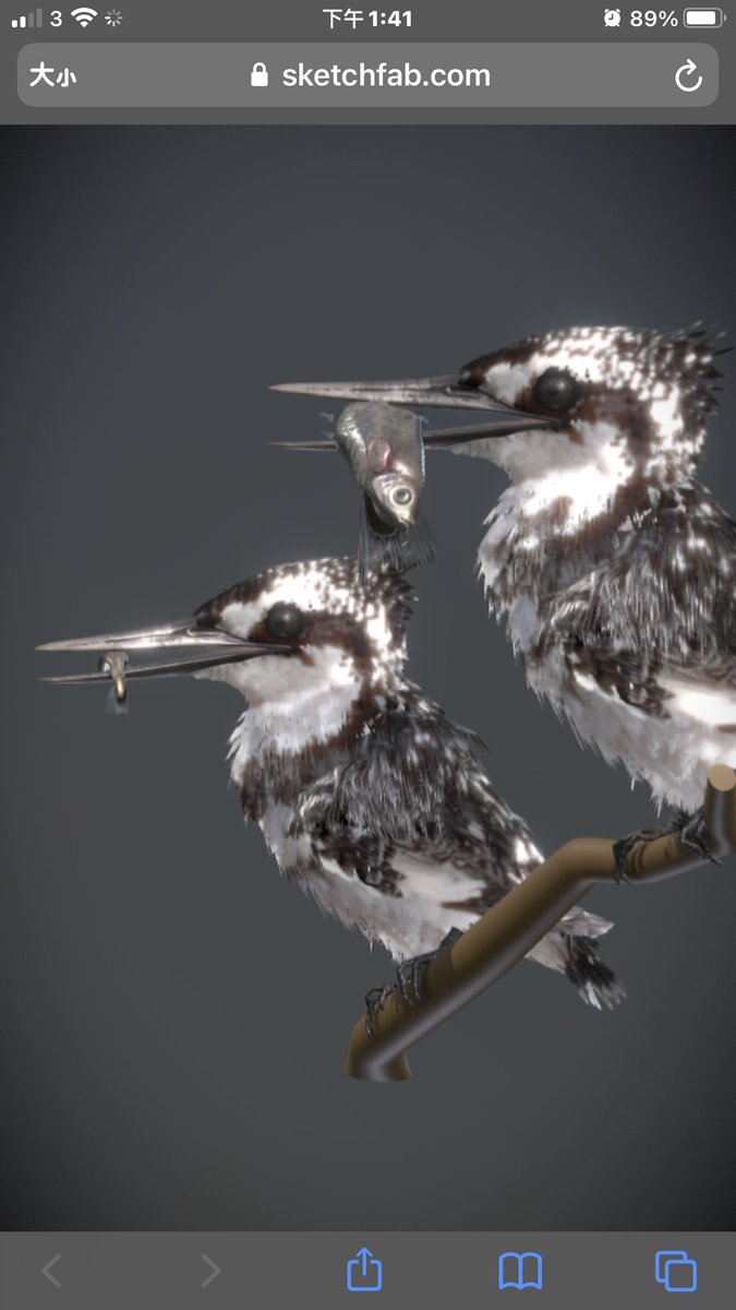 Nestaeric81's tweet photo. Pied Kingfisher

#piedkingfisher #pied
#CommonKingfisher
#Common #Kingfisher

 #sketchfab #3dsmax #3dartwork 
#3dsmax #3dartwork #3dmodeling #cgi #cg #computergraphics  #animation #翠鳥 https://t.co/oaMUa8gs1Y