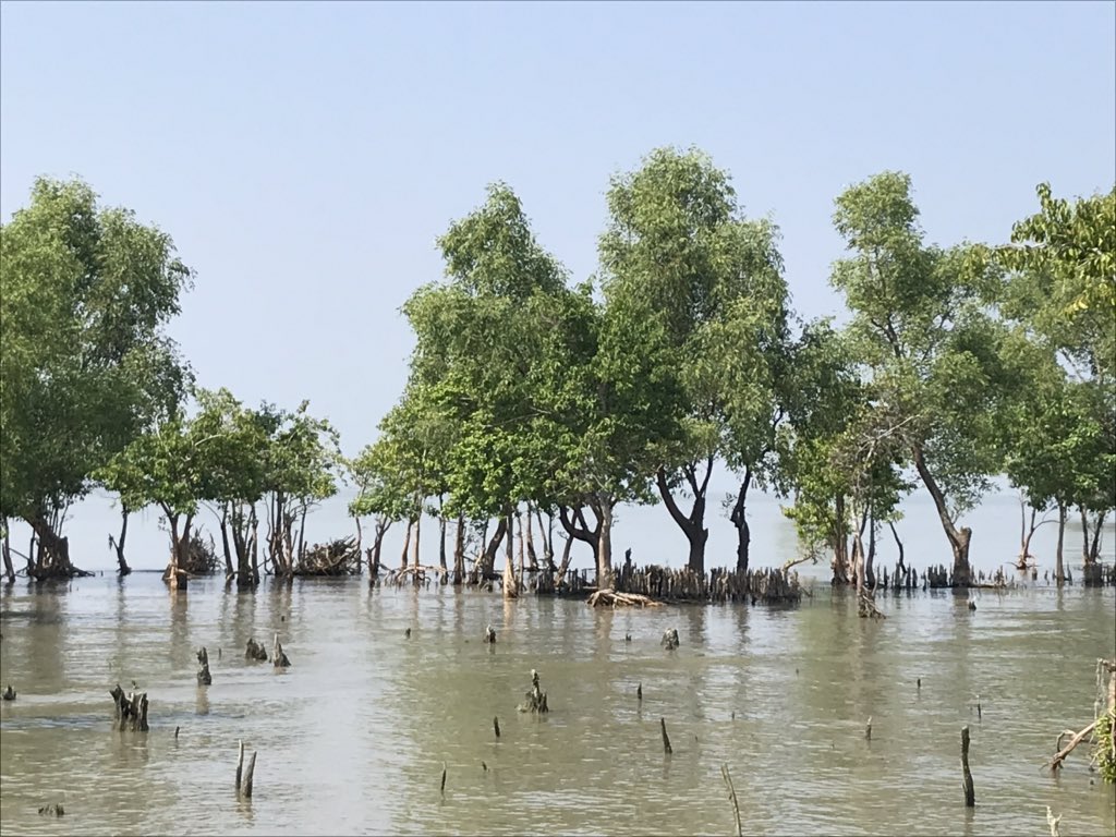 RCDicksonUK's tweet photo. Fantastic couple of days in the southern Sundarbans enjoying the restorative power of the natural world. Great to see the effort being being made to protect this 🇧🇩global example of a Nature Based Solution https://t.co/4ahhzhzbMO