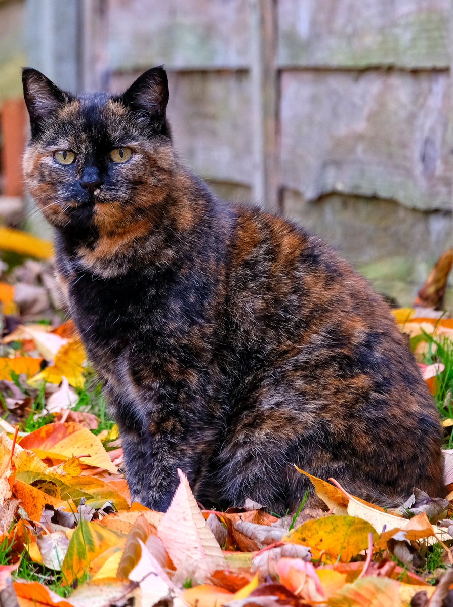 Autumn colour cat.
#chesham #chilterns #buckinghamshire #lowndespark #aonb #trees #autumn #autumncolours #autumnleaves #woodland #fitbit #exercise #chilternhills #autumnvibes #cat #feline #autumncat #catsofinstagram #tortoiseshellcat #rentalcat #catlover #garden