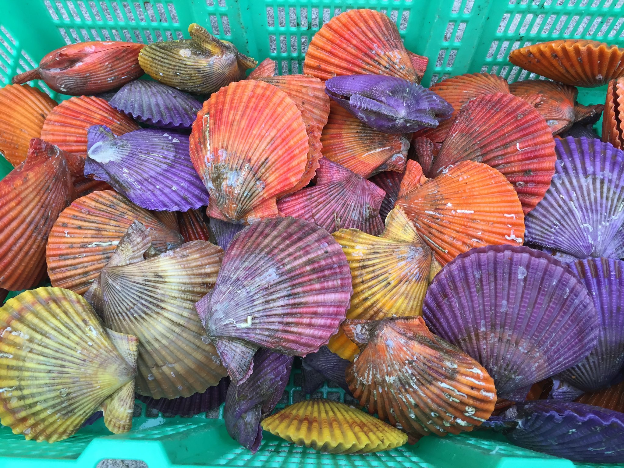 海の家 あいりー ヒオウギ貝プレゼント企画 業者さんとの最終打ち合わせに行き 今後の流れを話しているとヒオウギ貝 をお客さんにサービスしたら とヒオウギ貝を頂きました ありがとうございます 今年豊漁のヒオウギ貝 27日よりヒオウギ貝をお一 海の家 あいりー ヒオウギ貝プレゼント企画 業者さんとの最終打ち合わせに行き 今後の流れを話しているとヒオウギ貝 をお客さんにサービスしたら とヒオウギ貝を頂きました ありがとうございます 今年豊漁のヒオウギ貝 27日よりヒオウギ貝をお一