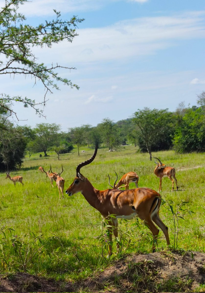 KandiEunice's tweet image. Serenity, peace, quiet, tranquility, spiritual...no amount of words can describe the little gem in the heart of Western Uganda-Lake Mburo NP! @MKarekye
@mugarra @Thomas_Tayebwa @LillyAjarova