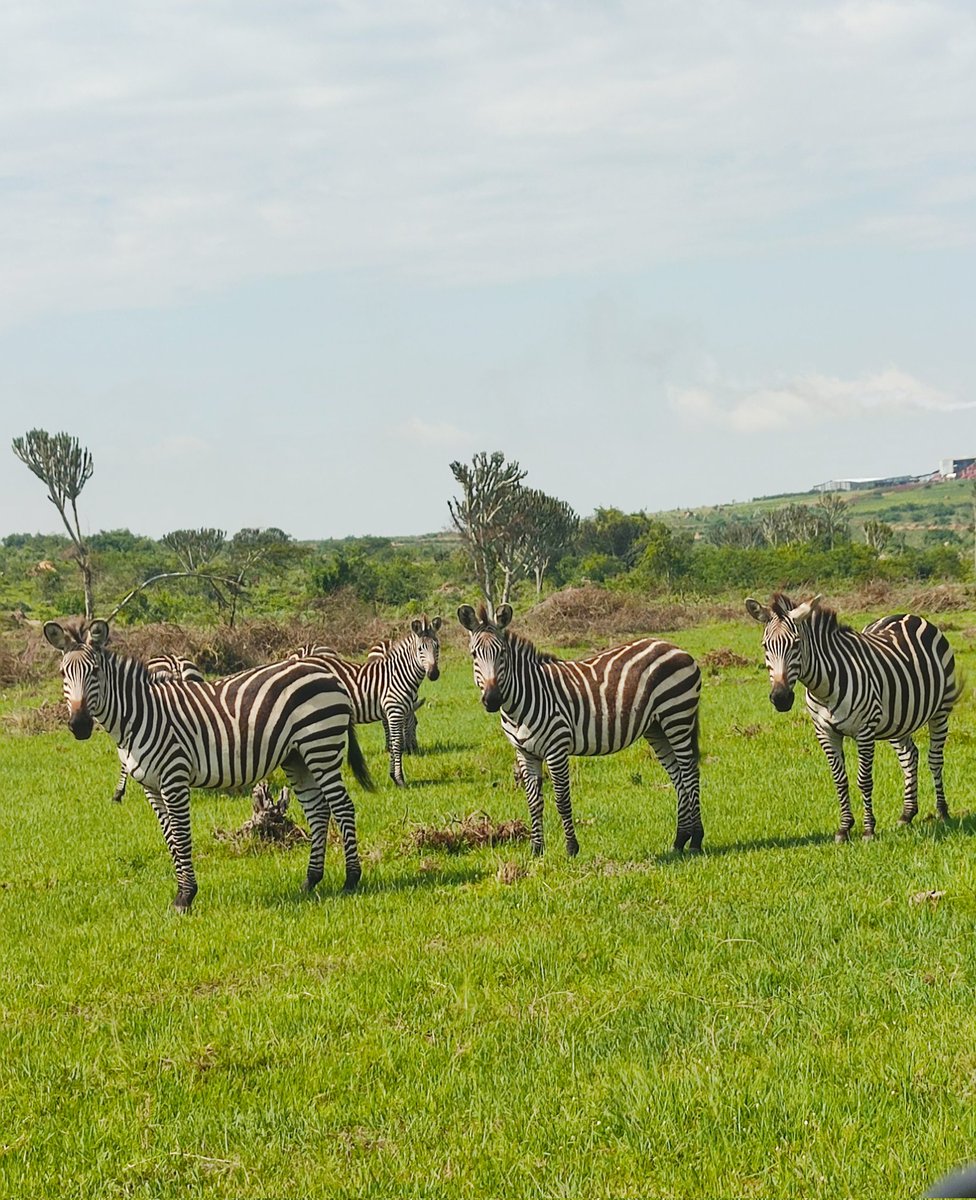 KandiEunice's tweet image. Serenity, peace, quiet, tranquility, spiritual...no amount of words can describe the little gem in the heart of Western Uganda-Lake Mburo NP! @MKarekye
@mugarra @Thomas_Tayebwa @LillyAjarova