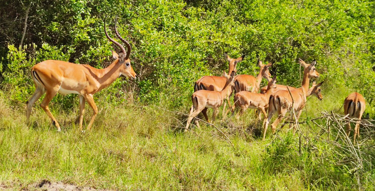 KandiEunice's tweet image. Serenity, peace, quiet, tranquility, spiritual...no amount of words can describe the little gem in the heart of Western Uganda-Lake Mburo NP! @MKarekye
@mugarra @Thomas_Tayebwa @LillyAjarova