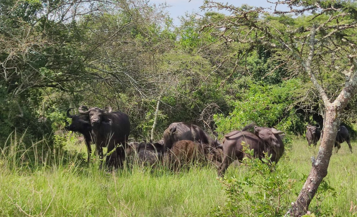 KandiEunice's tweet image. Serenity, peace, quiet, tranquility, spiritual...no amount of words can describe the little gem in the heart of Western Uganda-Lake Mburo NP! @MKarekye
@mugarra @Thomas_Tayebwa @LillyAjarova