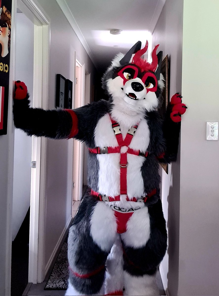 Zaroski Wolf tweet media