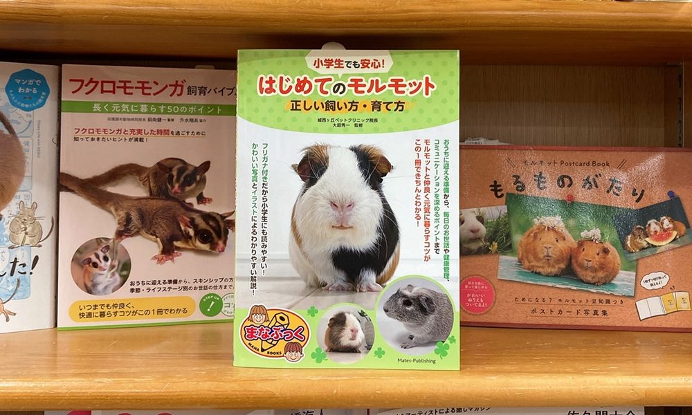 Uzivatel 丸善ジュンク堂書店劇場 Na Twitteru 気になる本 小学生でも安心 はじめてのモルモット 正しい飼い方 育て方 大庭秀一 T Co Zjbsemegxm モルモットの基礎知識から飼う前の準備 毎日のお世話 コミュニケーションのとり方 健康管理まで