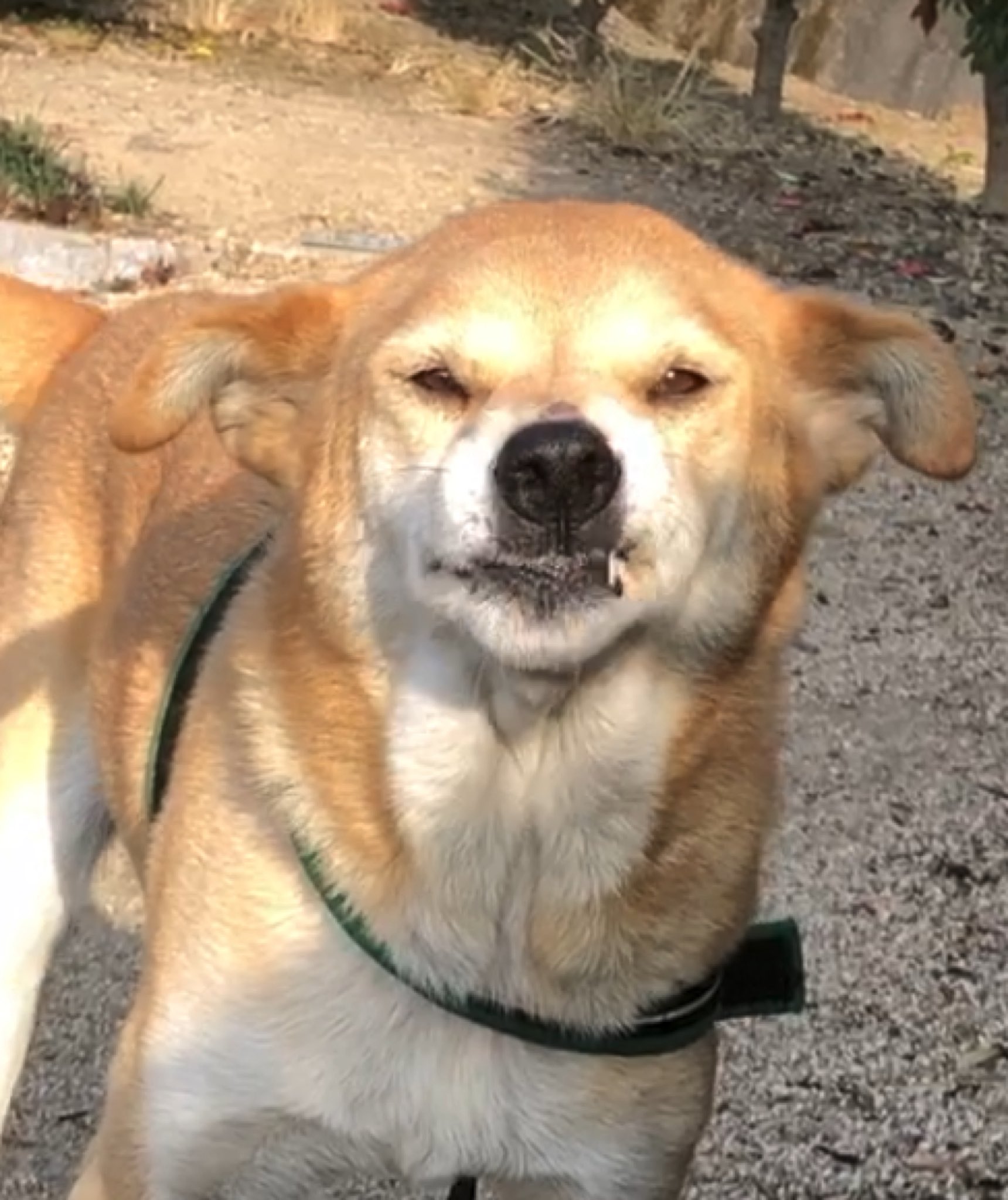 Twitter 上的 がくこ 入れ歯が上手くはまってないおじいちゃんみたいな顔の犬 T Co Zsizyj8ezm Twitter