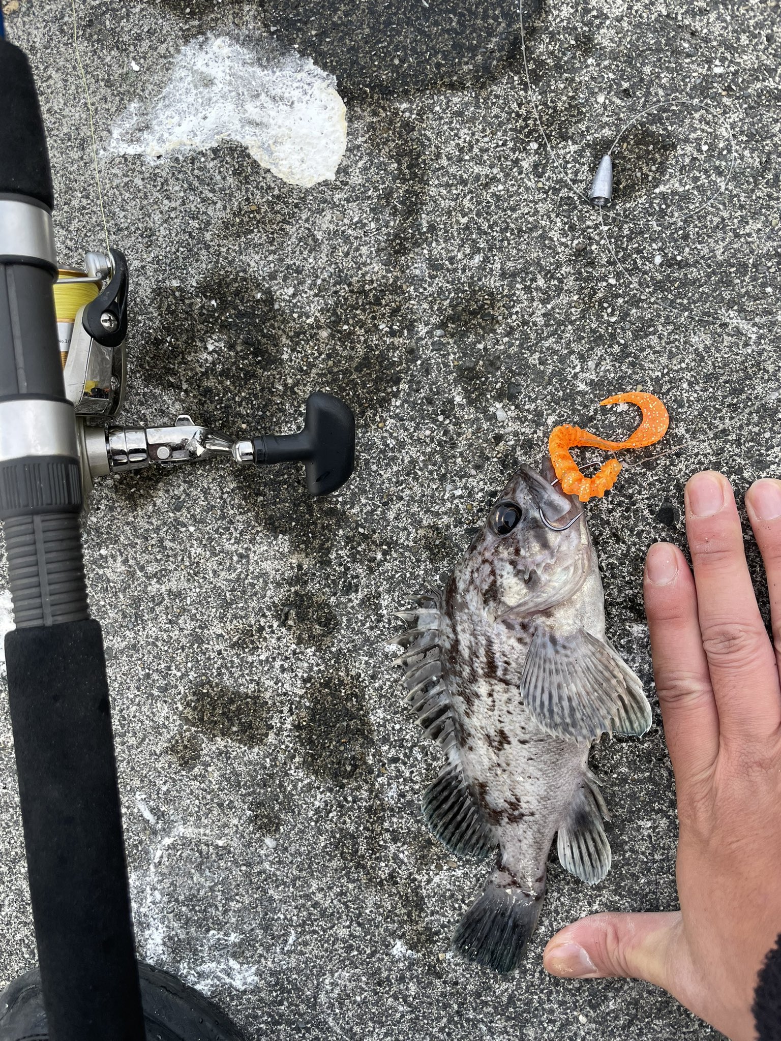 シンカモン ワームでソイ釣れた T Co Kkur8lsl3h Twitter