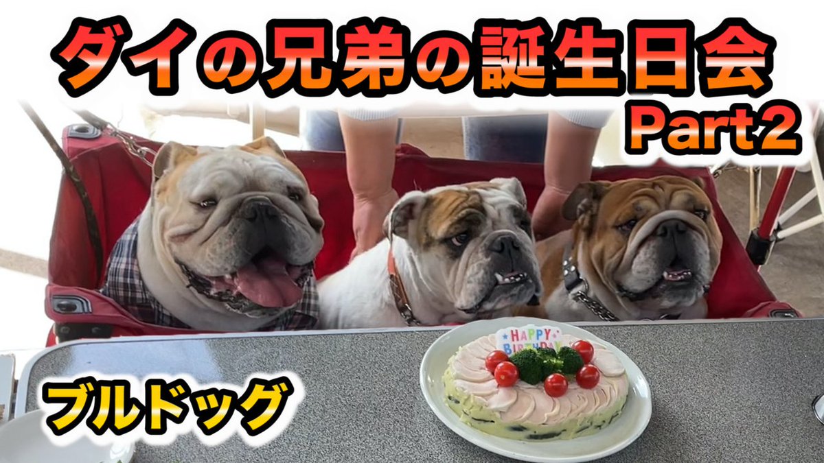 blair_1218's tweet photo. いつもご視聴ありがとうございます☺️

本日の19時に投稿されます！！

2021年11月に撮影🎥
ダイの家族が集合し誕生日会をする！パート２

ぜひ見てください♪ https://t.co/Z0sfm04P4w