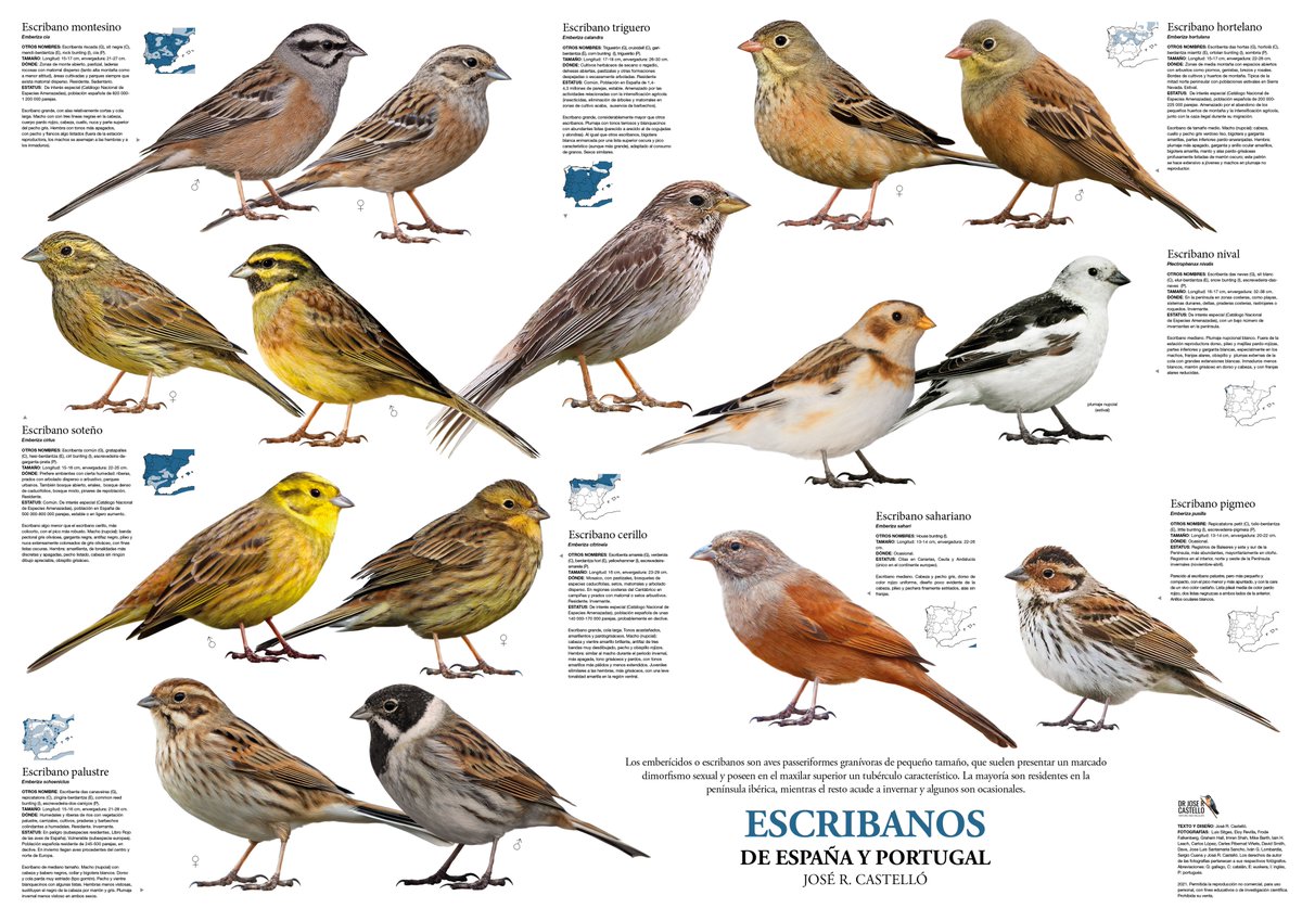 doctor_castello's tweet photo. Otro poster de avifauna: "Escribanos de España y Portugal", especies con frecuencia difíciles de identificar. Se puede descargar a alta resolución para imprimir con fines educativos en: https://t.co/LTPbegdfKh https://t.co/2FvrkgfpZU