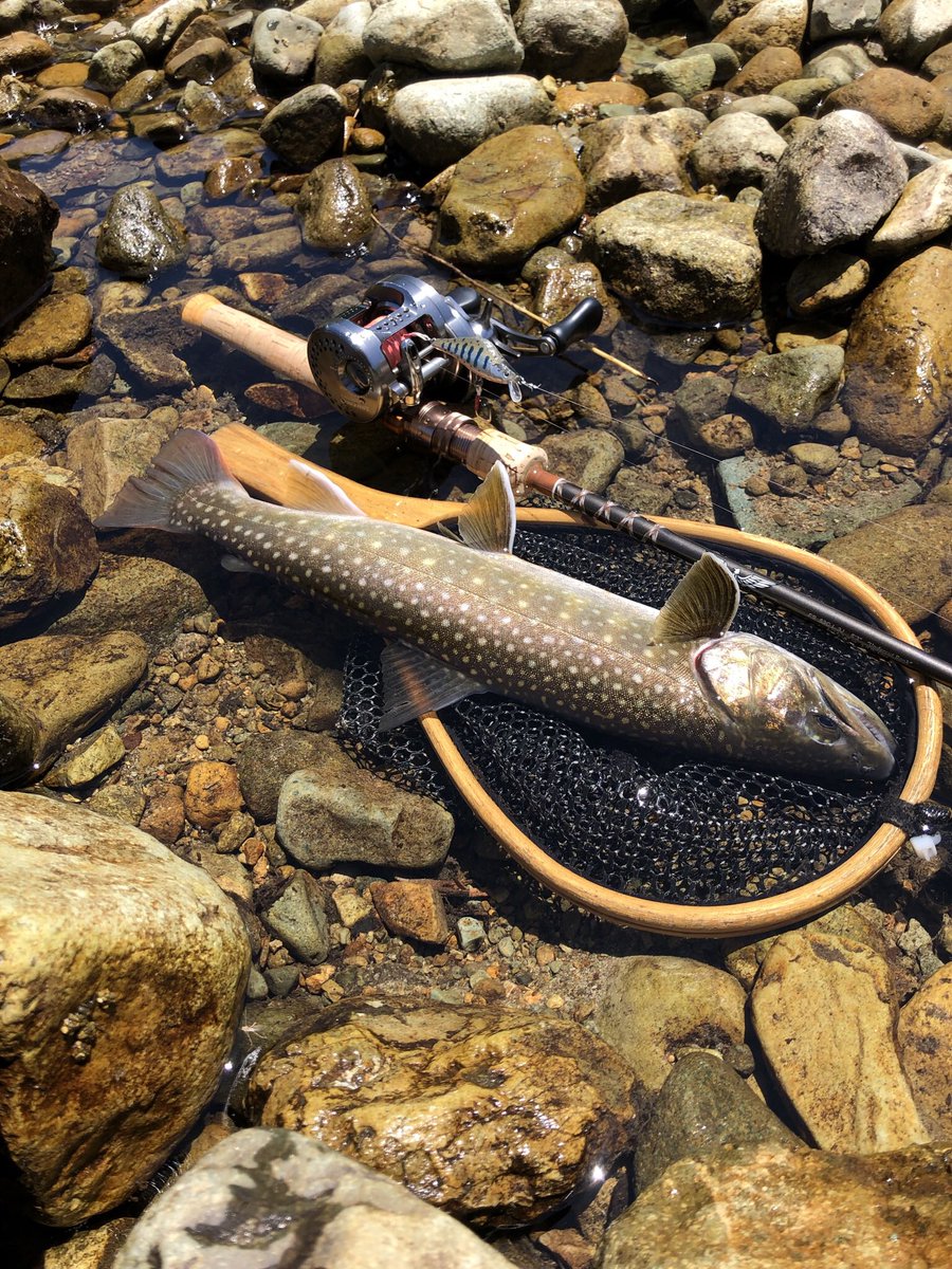 tsk_24's tweet image. #tiemco_trout 
#ティムコトラウトフォトコン