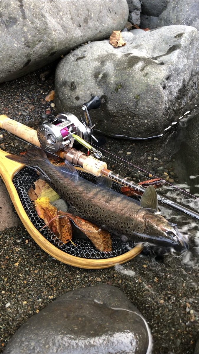 tsk_24's tweet image. #tiemco_trout 
#ティムコトラウトフォトコン