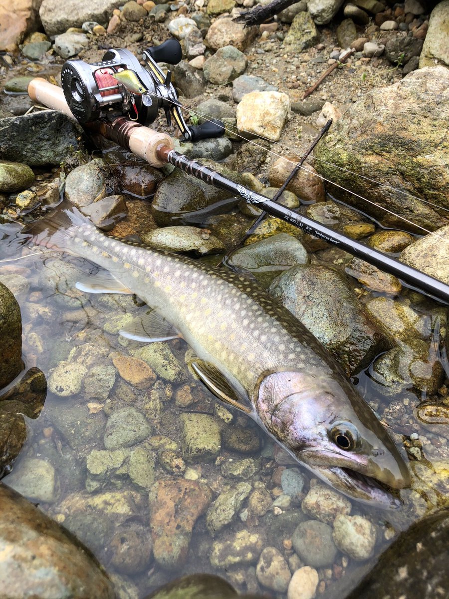 tsk_24's tweet image. #tiemco_trout 
#ティムコトラウトフォトコン