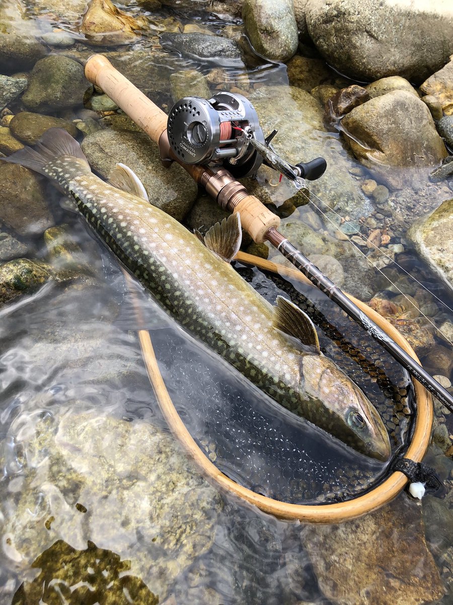tsk_24's tweet image. #tiemco_trout 
#ティムコトラウトフォトコン