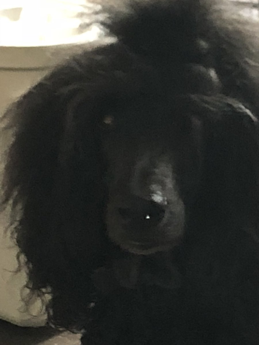 EryanDeb's tweet photo. @StephenKing Kismet approves #ThingofEvil https://t.co/bIkUtelNmP