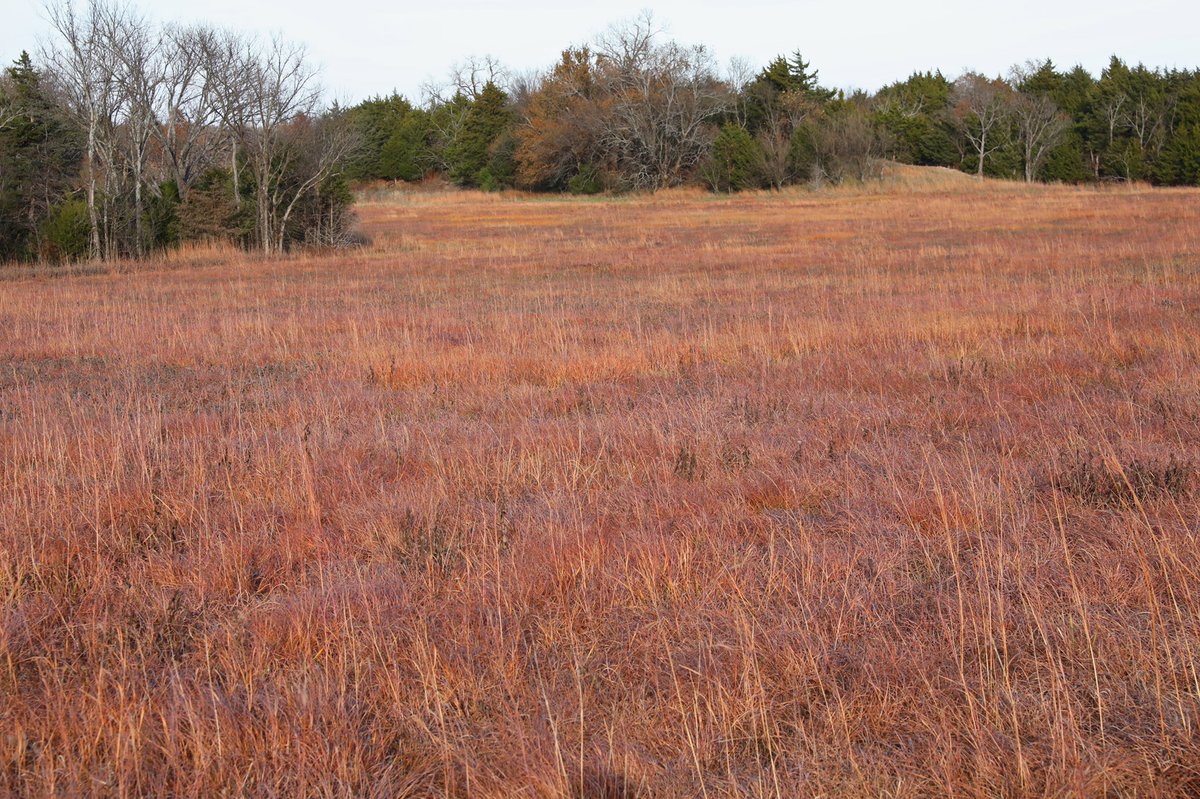 Beth Schultz joined Jerry Jost visiting the conserved Unique Prairie north of Fort Scott this past week. #kansaslandtrust