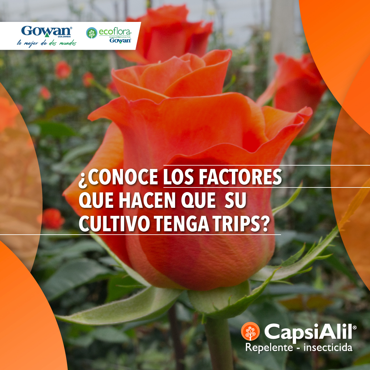 GowanColombia's tweet photo. Existen diferentes factores que hacen que se aumente el crecimiento de Thrips en los cultivos de rosas. Capsialil repelente insecticida.
#Gowan #GowanColombia #Ecoflora #LoMejorDeDosMundos #Capsialil #Repelente #Insecticida #Plagas #Ácaros #Thrips #Insectos #RosasDeExportación https://t.co/vcM70qOH3I
