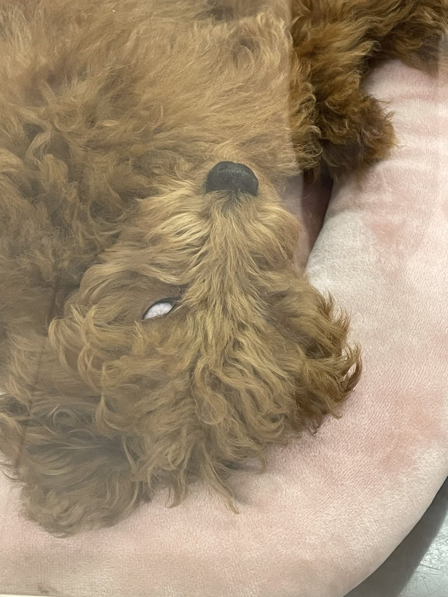 dic15m's tweet photo. 先日ペットコーナーを通りかかった時にいた子笑
寝顔がこわいのよ https://t.co/ad2eA7VF4B