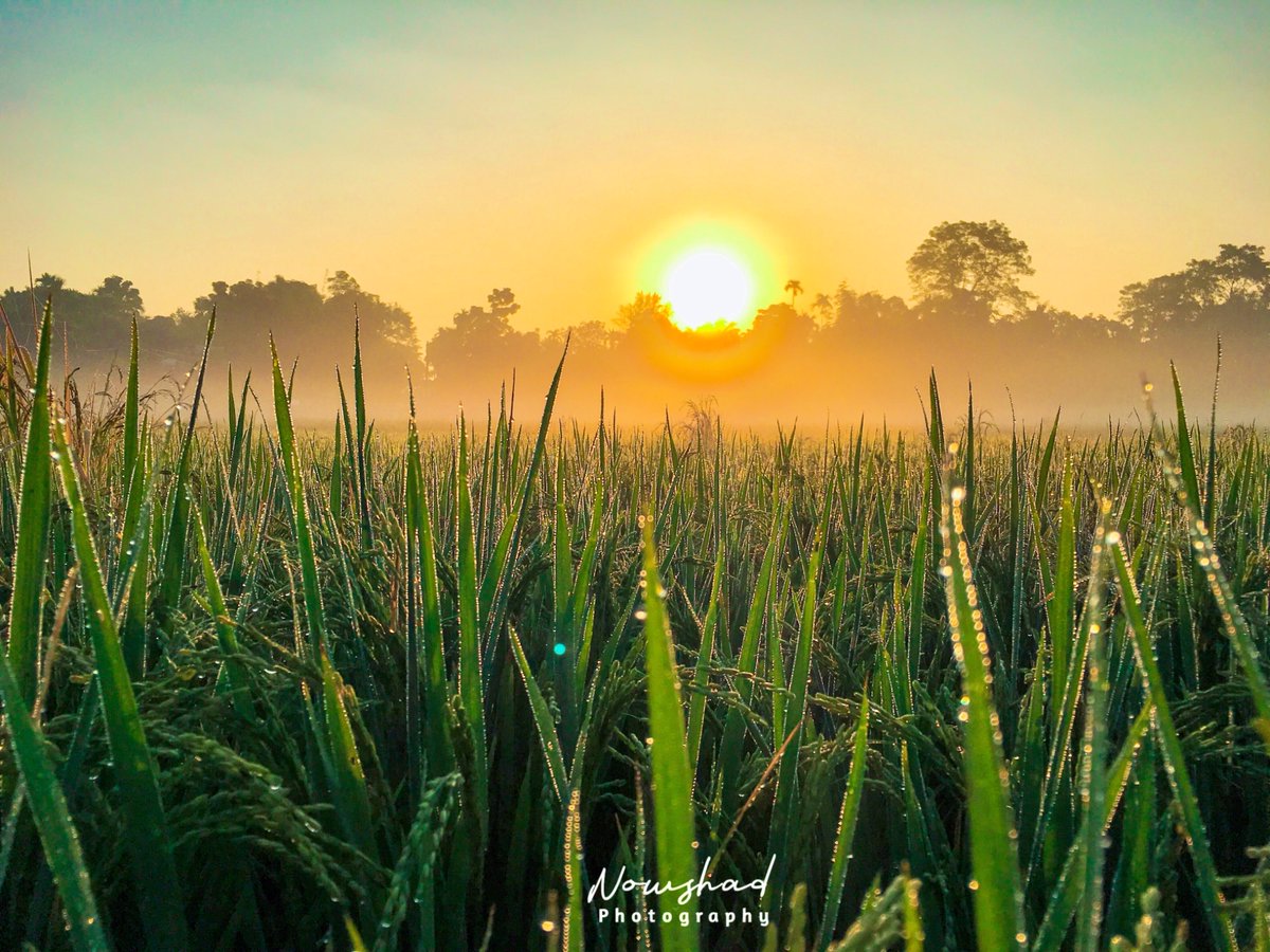 nawaz01_'s tweet photo. #naturalphotography #morningvibes #WINTER #streetphotography #lightroompresets #SkyBlues #iPhone13 #dhaka #green #dailyphotography #dailyimage
#DJIHolidays #travelphotography https://t.co/iGytnqb6vf