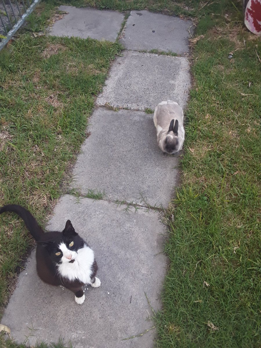Abby and Jack. Very much on my mind. Always so happy to see me. Abby even forgot his Great Dignity as Garden Patriarch and *ran* towards me