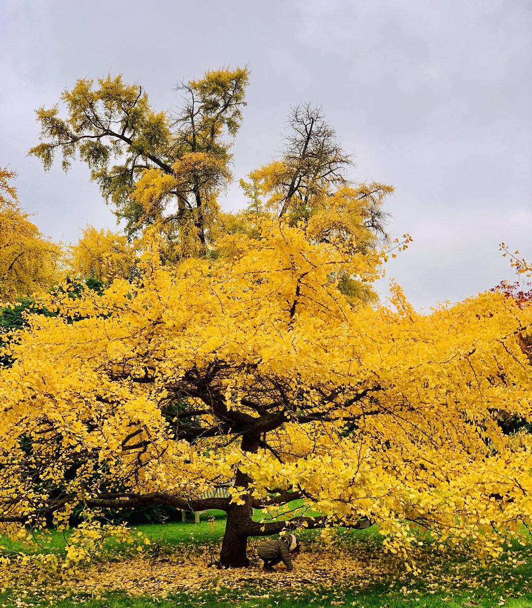 The Golden Tree! @kewgardens @SallyWeather @ThePhotoHour @LensAreLive @AP_Magazine @itvweather @bbcweather #Autumn #Colours #goldentree #mobilephotography #iPhone #nature #NaturePhotography #lovelondon #VisitLondon #VisitUK #botanicalgarden #beautiful