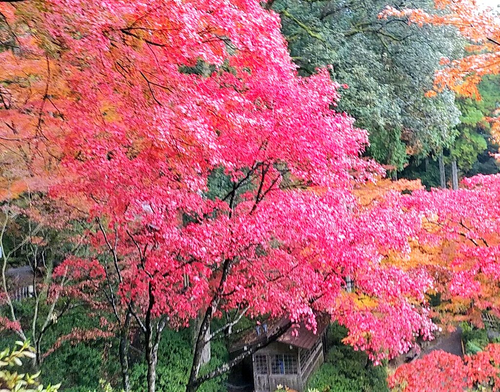 もっち mocchi tweet media