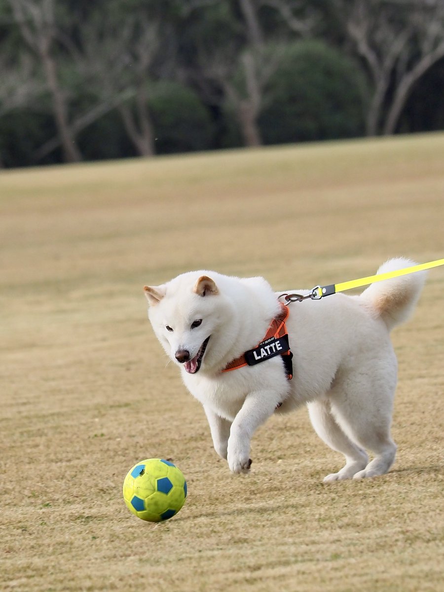 Latte_Shibainu tweet picture