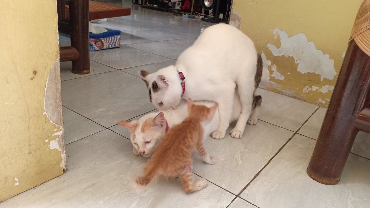 philoachi's tweet photo. judulnya, mamakku dikawin sama pakdeku di depan mataku. https://t.co/77IafkKn1a
