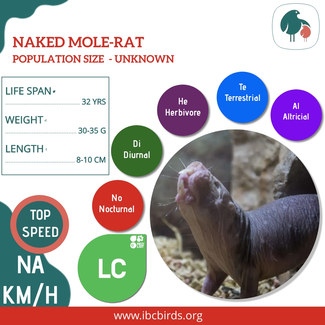 #IBCBIRDS #Mammals

Naked mole rats are burrowing rodents native to parts of East Africa. 

#IBCBIRDS #BIRDS #Mammals #Naked #Mole #Rat