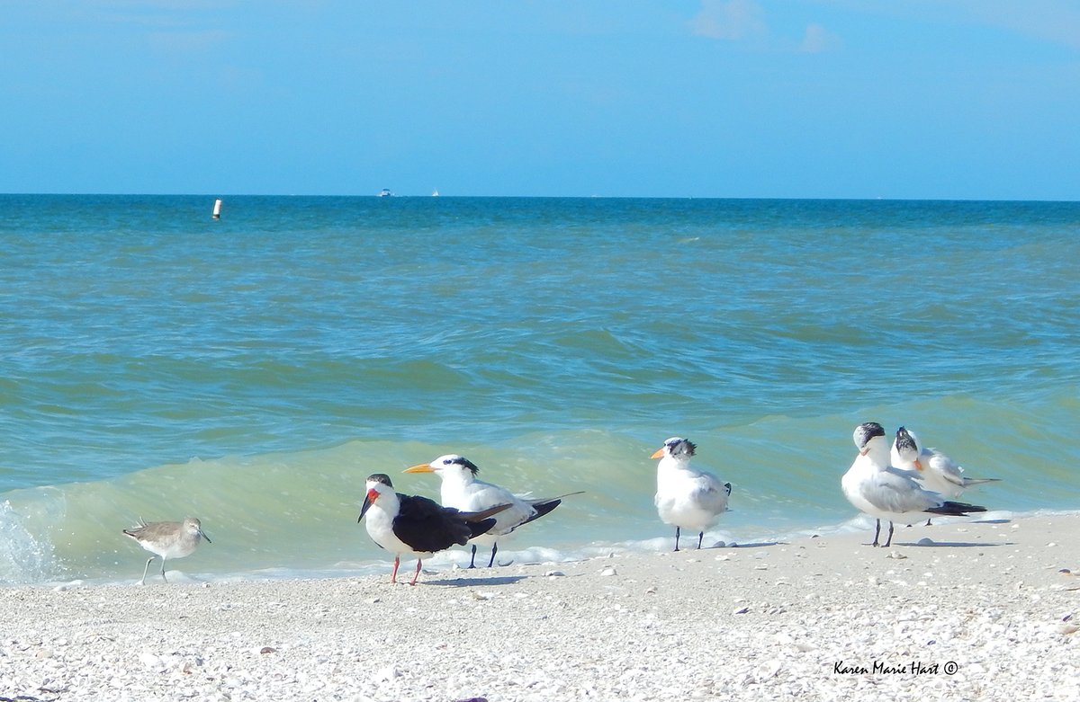 KarenMarieHart's tweet photo. Peace π§ββοΈπποΈπποΈπππ #sundayvibes #love #NaturePhotography #LoversKey #Florida ππ https://t.co/RHX0QlkpYU