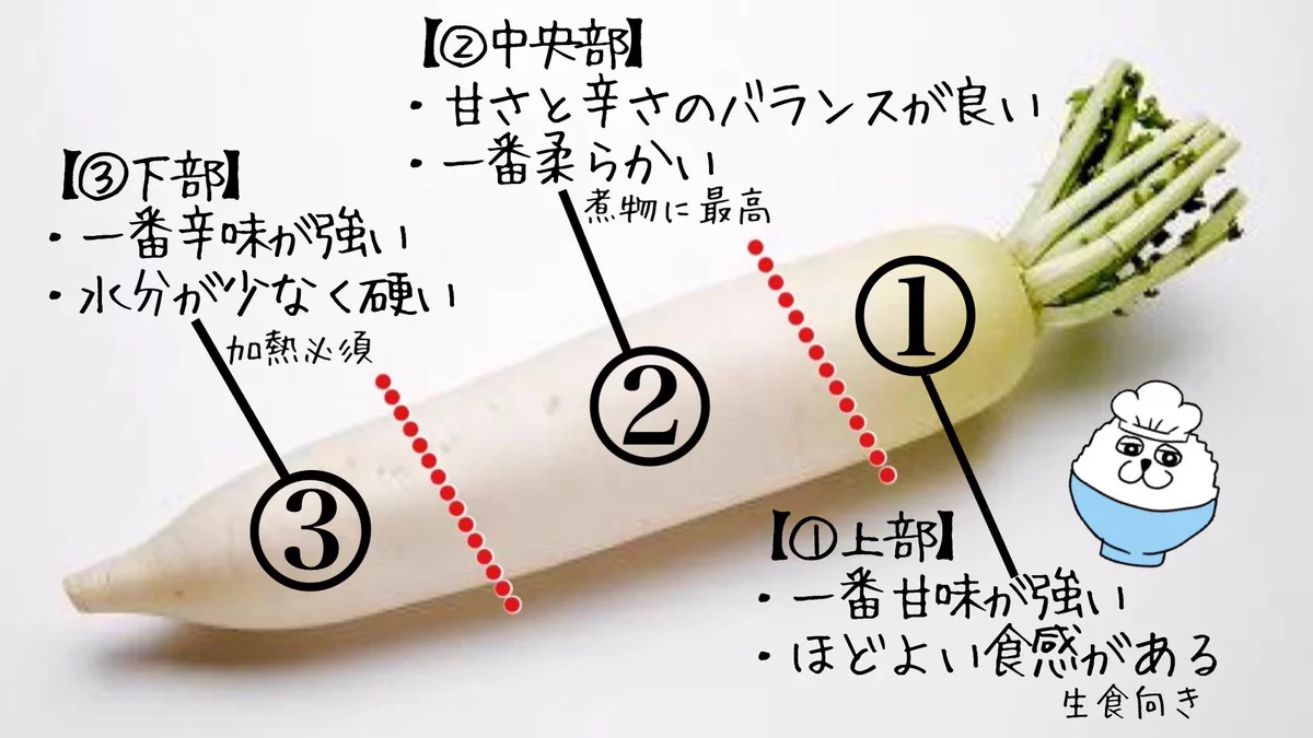 覚えておきたい大根に関する知識！大根は部位によって辛さなどが異なる！
